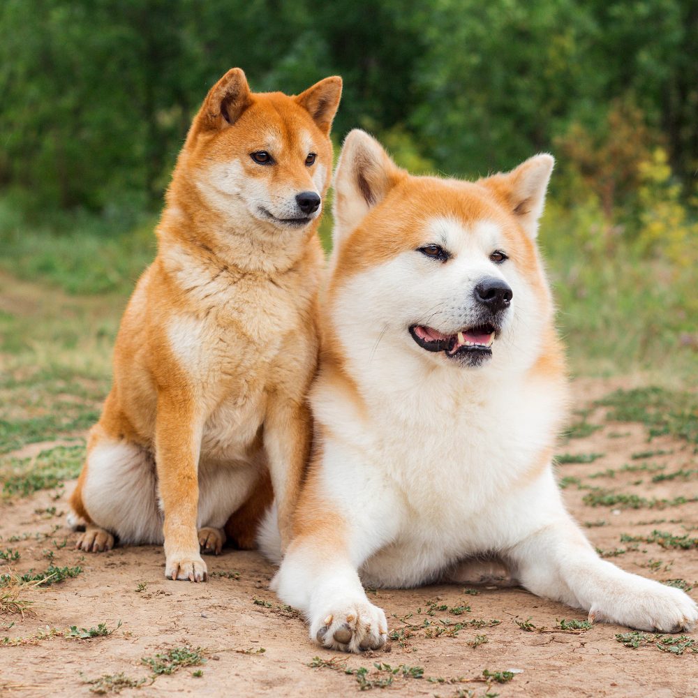 Due cani giapponesi di razza Shiba Inu e Akita Inu seduti all’aperto su un sentiero naturale