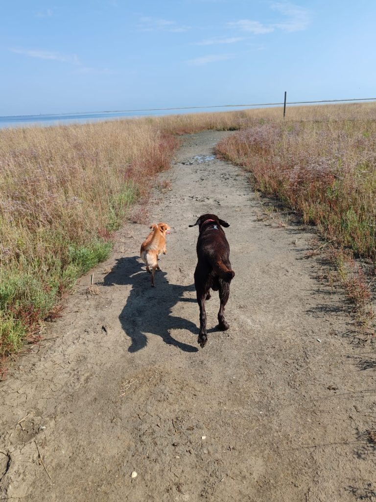 Torna l'appuntamento firmato Doggy Zen: una passeggiata cinofila in spiaggia per migliorare la comunicazione uomo-cane e godersi gli ultimi tuffi in mare!
Domenica 21 settembre alla Spiaggia della Boschettona – 8,5 km di camminata tra natura, libertà e apprendimento.
Evento a numero chiuso: prenota subito!