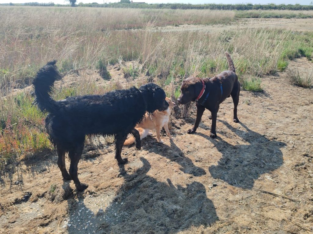 Torna l'appuntamento firmato Doggy Zen: una passeggiata cinofila in spiaggia per migliorare la comunicazione uomo-cane e godersi gli ultimi tuffi in mare!
Domenica 21 settembre alla Spiaggia della Boschettona – 8,5 km di camminata tra natura, libertà e apprendimento.
Evento a numero chiuso: prenota subito!