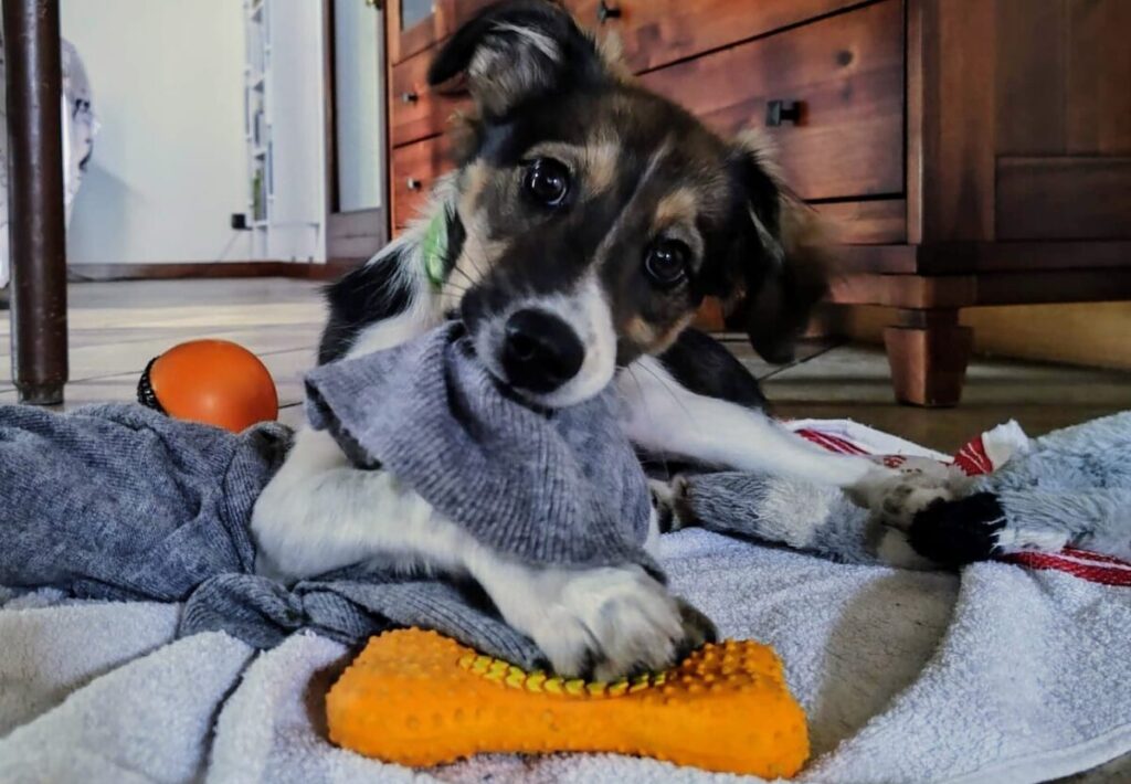 Cucciolo che morde un gioco morbido in casa