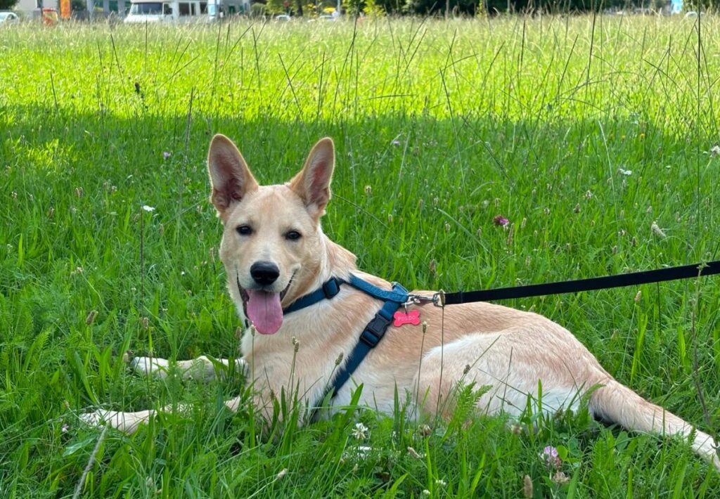 Cane adolescente al guinzaglio durante una passeggiata educativa all’aperto.
