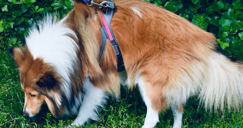Cane annusa l'erba durante una passeggiata al guinzaglio