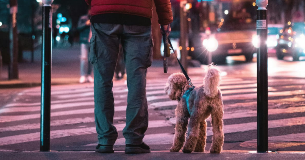 Cane al guinzaglio in attesa di attraversare una strada in città